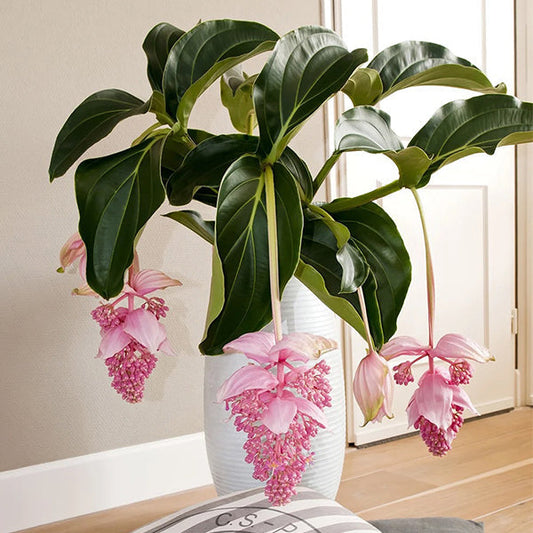 🌸Medinilla Magnifica Flower Seeds🪴
