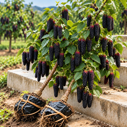 🌿 Rare Giant Mulberry Saplings – Grow Sweet Red & Black Berries at Home