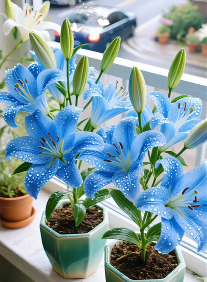 🌸 Double-Petaled Bicolor Lily Bulbs – Beautiful Blooms with Sweet Fragrance