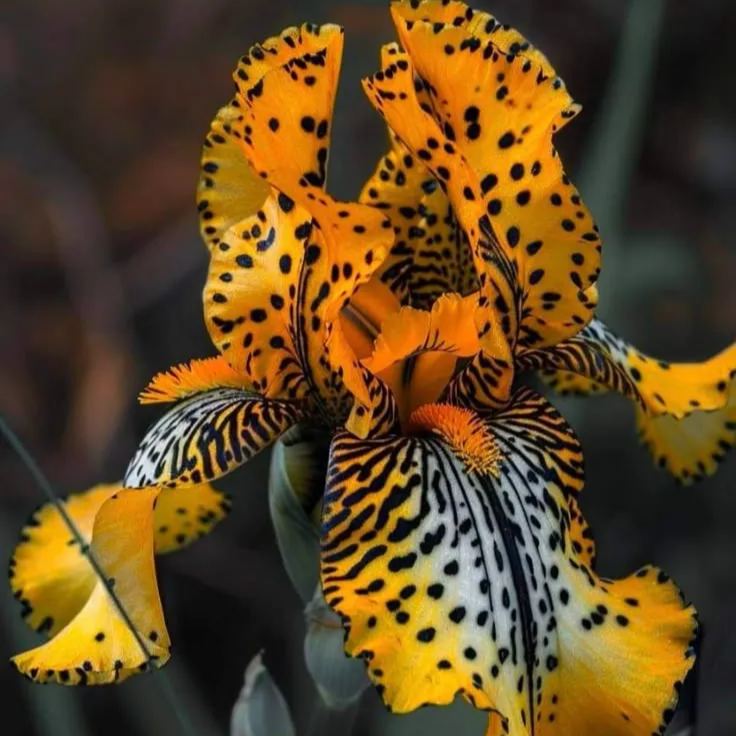 ⚜️Rare Iris Bulbs-Extremely Rare Iris Bulbs –🦋 Grow a Masterpiece