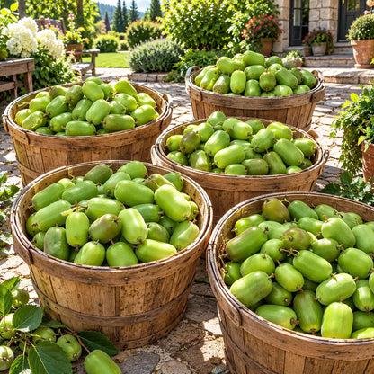 🥝 Cold-Hardy Mini Kiwi Seeds — Cold-Resistant, Smooth-Skinned Kiwi Vines