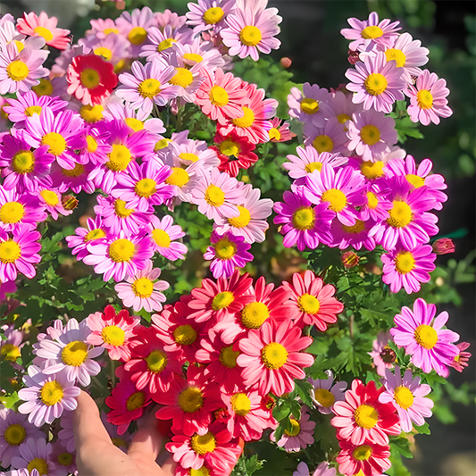 🌼 Pyrethrum Daisy Seeds 🛡️ Naturally Repels Pests While Brightening Your Garden 🌿