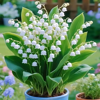 💐 Lily of the Valley – Bring Home Pure Happiness Today