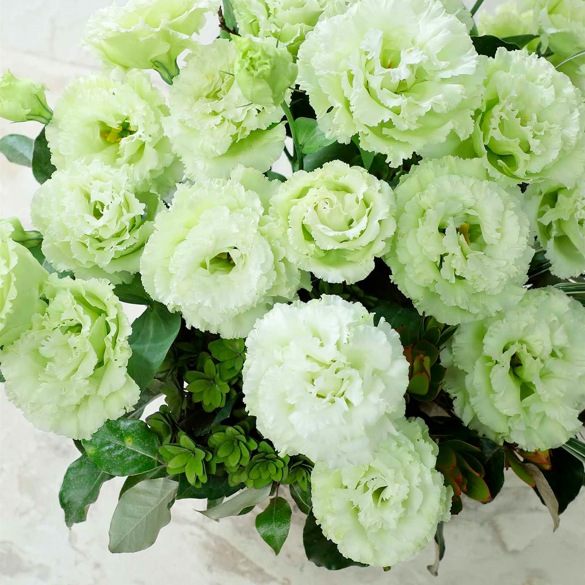 Eustoma / Lisianthus Grandiflorum Seeds - Thornless Rose-60% OFF