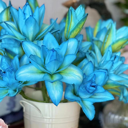 🌸Unique Lily Seeds Mix | A Collector’s Choice for Garden Lovers
