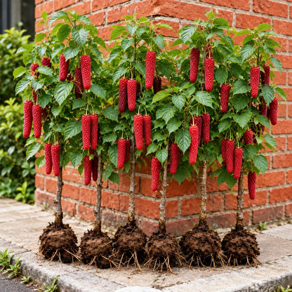 🌿 Rare Giant Mulberry Saplings – Grow Sweet Red & Black Berries at Home