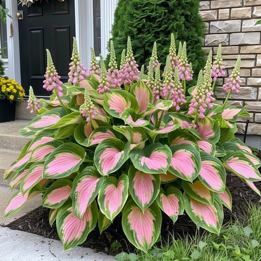 🔥Premium Hosta Seeds🌸Easy to Grow, Comes Back Every Year ✨ Perfect for Beginners