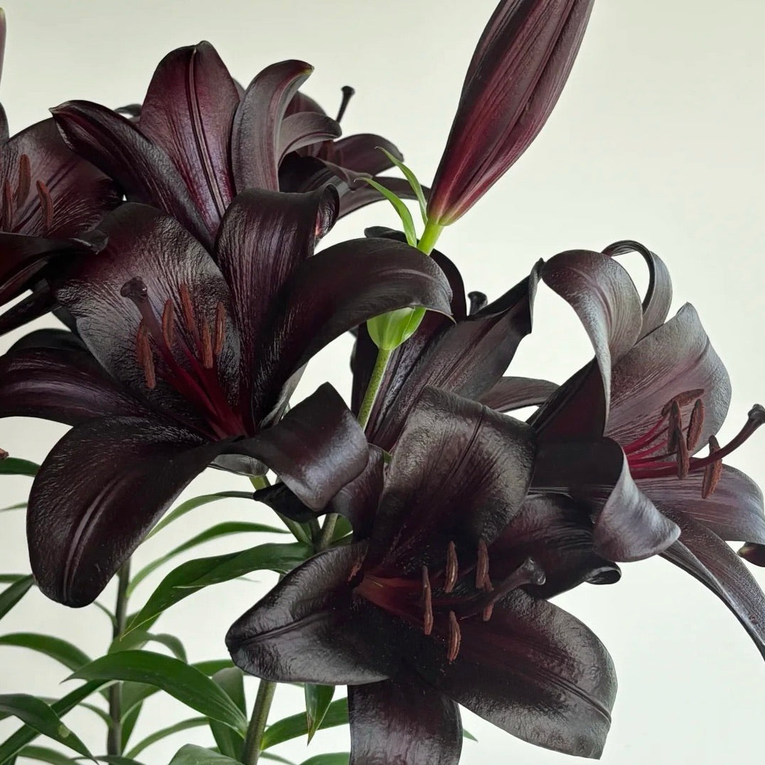 🌸Unique Lily Seeds Mix | A Collector’s Choice for Garden Lovers