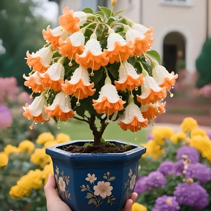 𐙚🎐Transform shaded areas with double fuchsia plants featuring rich color and flowing, elegant blooms🪄