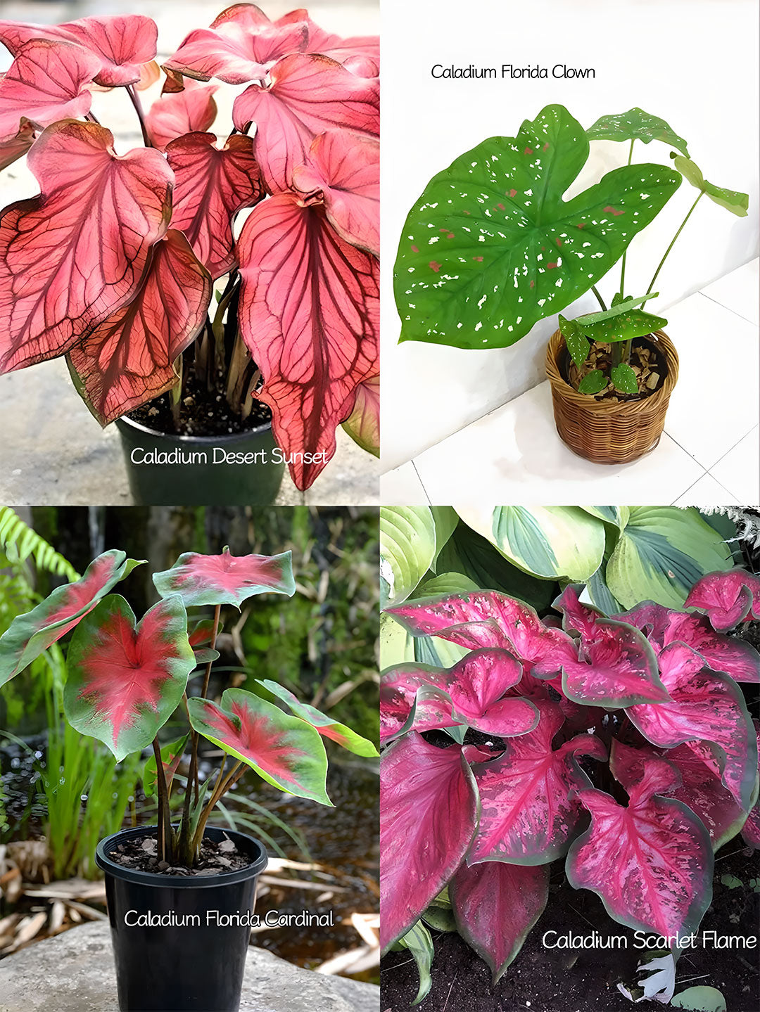 🌺Caladium Bulbs: The Easiest Way to Add Bold Color to Shady Spots