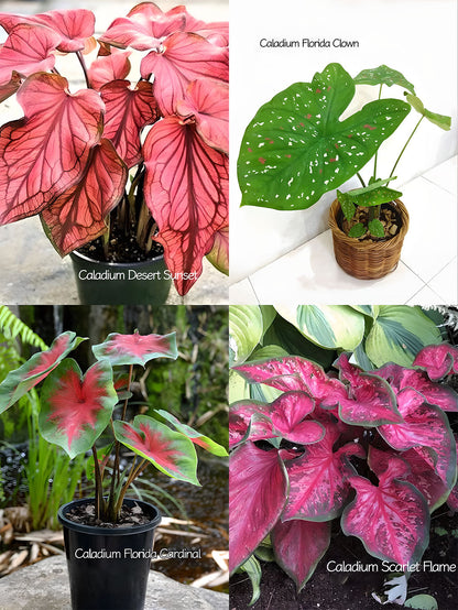 🌺Caladium Bulbs: The Easiest Way to Add Bold Color to Shady Spots
