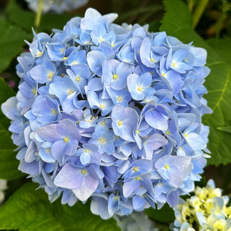 💙 Rare Blue Hydrangea Seeds