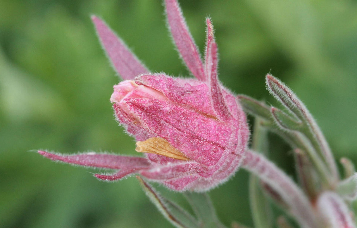 ˃̶͈🍧˂̶͈ Prairie Smoke Flower Seeds🌿Sweet Plants