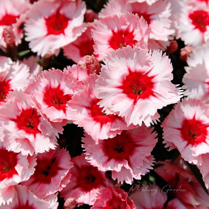 🌸🌸💮💮Strawberry Colored Dianthus Potted Plant seeds