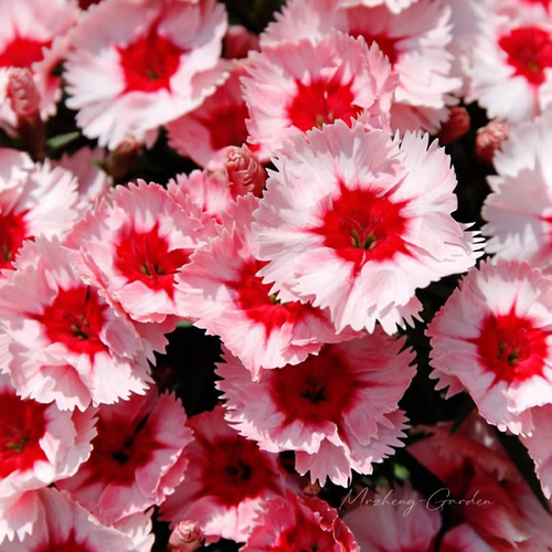 🌸🌸💮💮Strawberry Colored Dianthus Potted Plant seeds