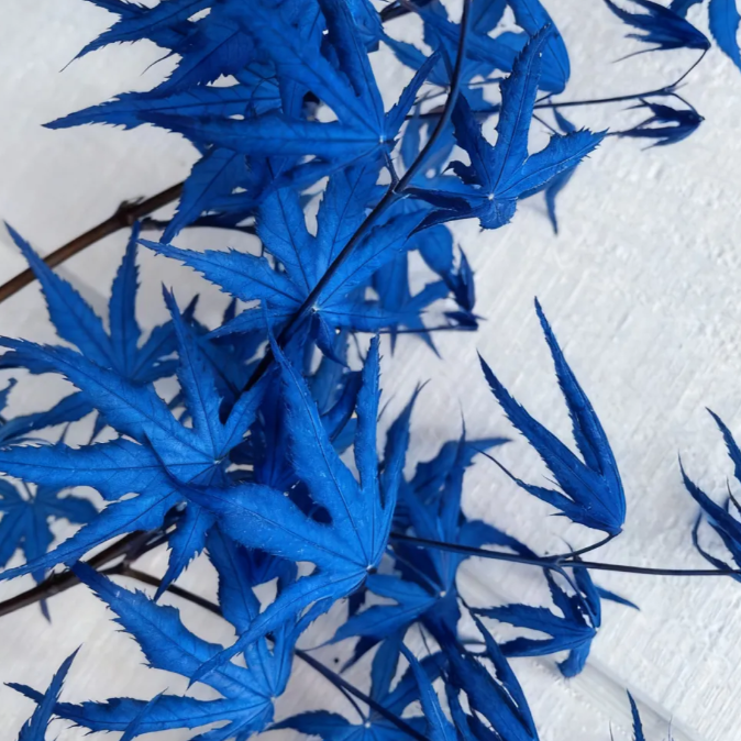 💙 Sapphire Maple Seeds 🌿 Grow Stunning Blue Foliage This Season