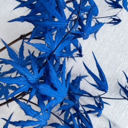 💙 Sapphire Maple Seeds 🌿 Grow Stunning Blue Foliage This Season