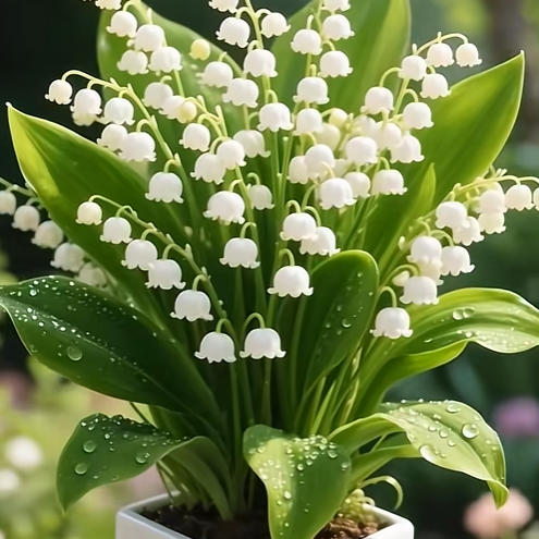 💐 Lily of the Valley – Bring Home Pure Happiness Today