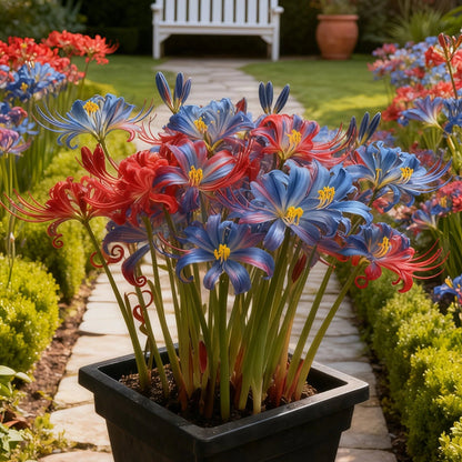 🌷·̩̩̥͙*̩̩̥͙˚̩̥̩̥Glow Like Magic — Stunning Spider Lilies Made Easy