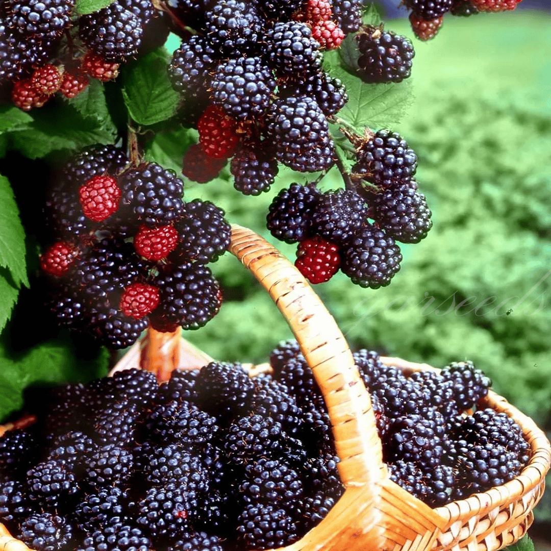 🔥Sweet Giant Blackberry Seeds