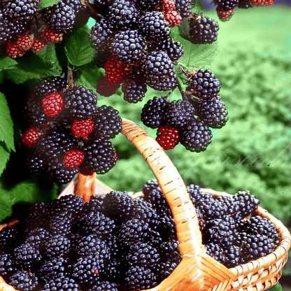 🔥Sweet Giant Blackberry Seeds