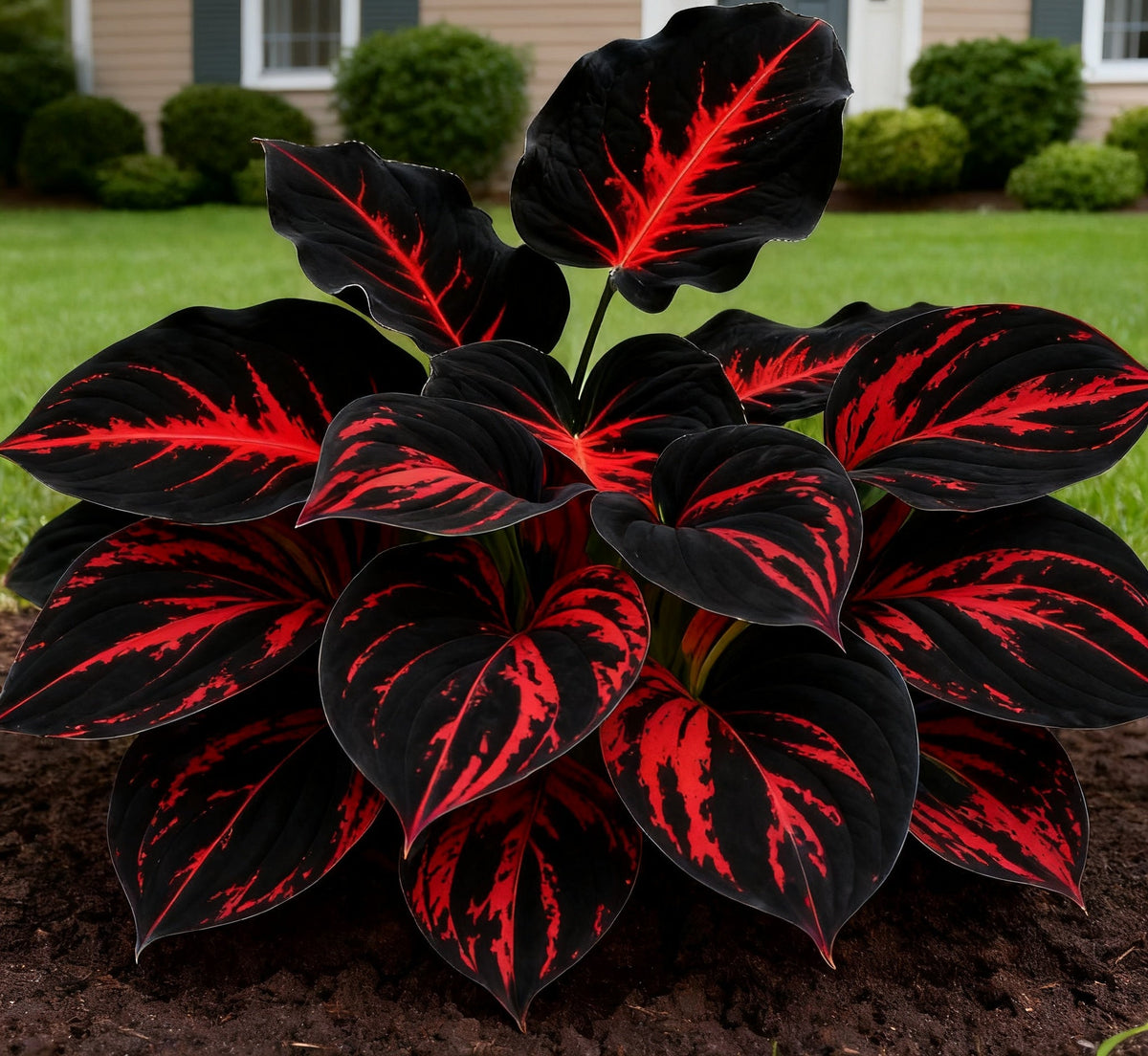 🔥 Rare Dark Blue Flame Hostas 🌌 Light Up Your Night Garden