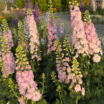 💙Grow Tall, Elegant Delphinium Flowers for a Dreamy Cottage Garden