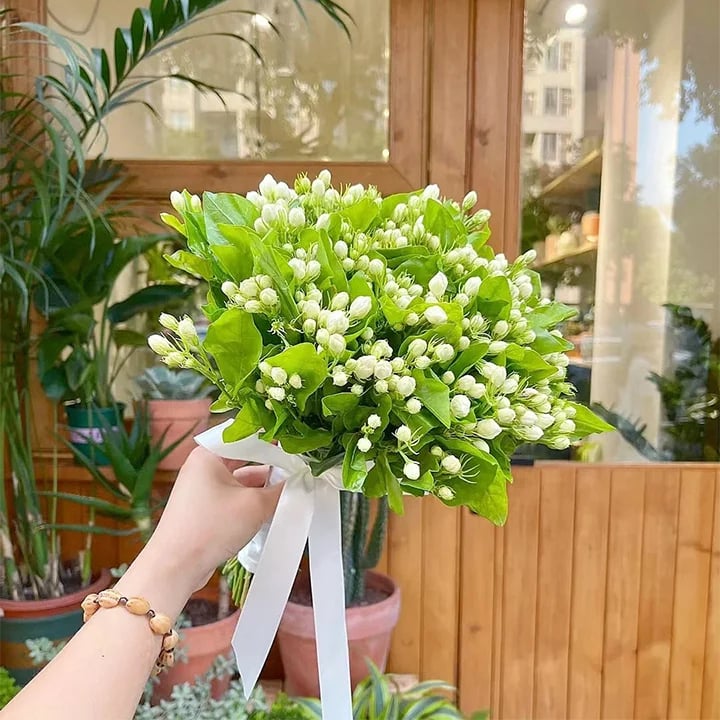 🏆 50K+ SOLD! 🌿❄️ FrostCharm Jasmine Seeds – Winter Planting, Perennial Blooms & Fragrant Garden Elegance 🌸