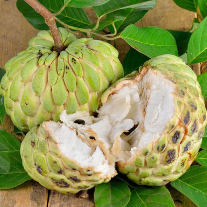 🍈 Premium Sugar Apple Bulbs – Grow Sweet Tropical Fruit At Home