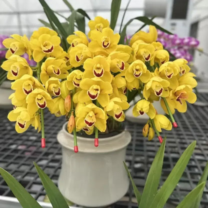 👑 The Queen of Orchids — Long-Lasting Cymbidium Bulbs