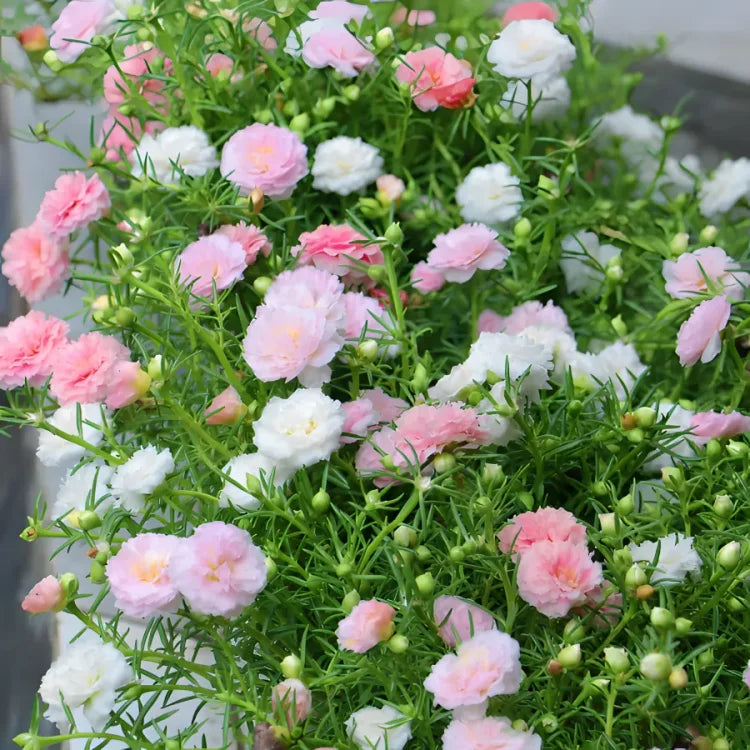 🌸 Portulaca, Moss Rose Double Mixed Colors Seeds