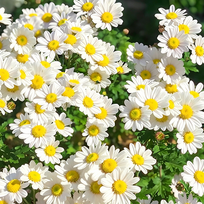 🌼 Pyrethrum Daisy Seeds 🛡️ Naturally Repels Pests While Brightening Your Garden 🌿