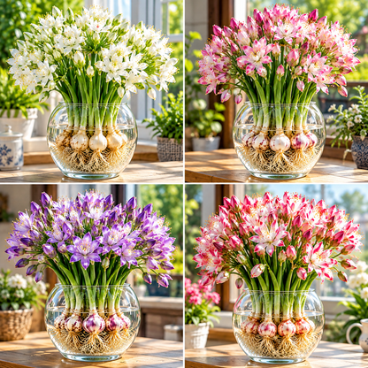 🌱 Hydroponic Garlic Growing Bulbs – Easy Indoor Water Growing & Fresh Green Shoots