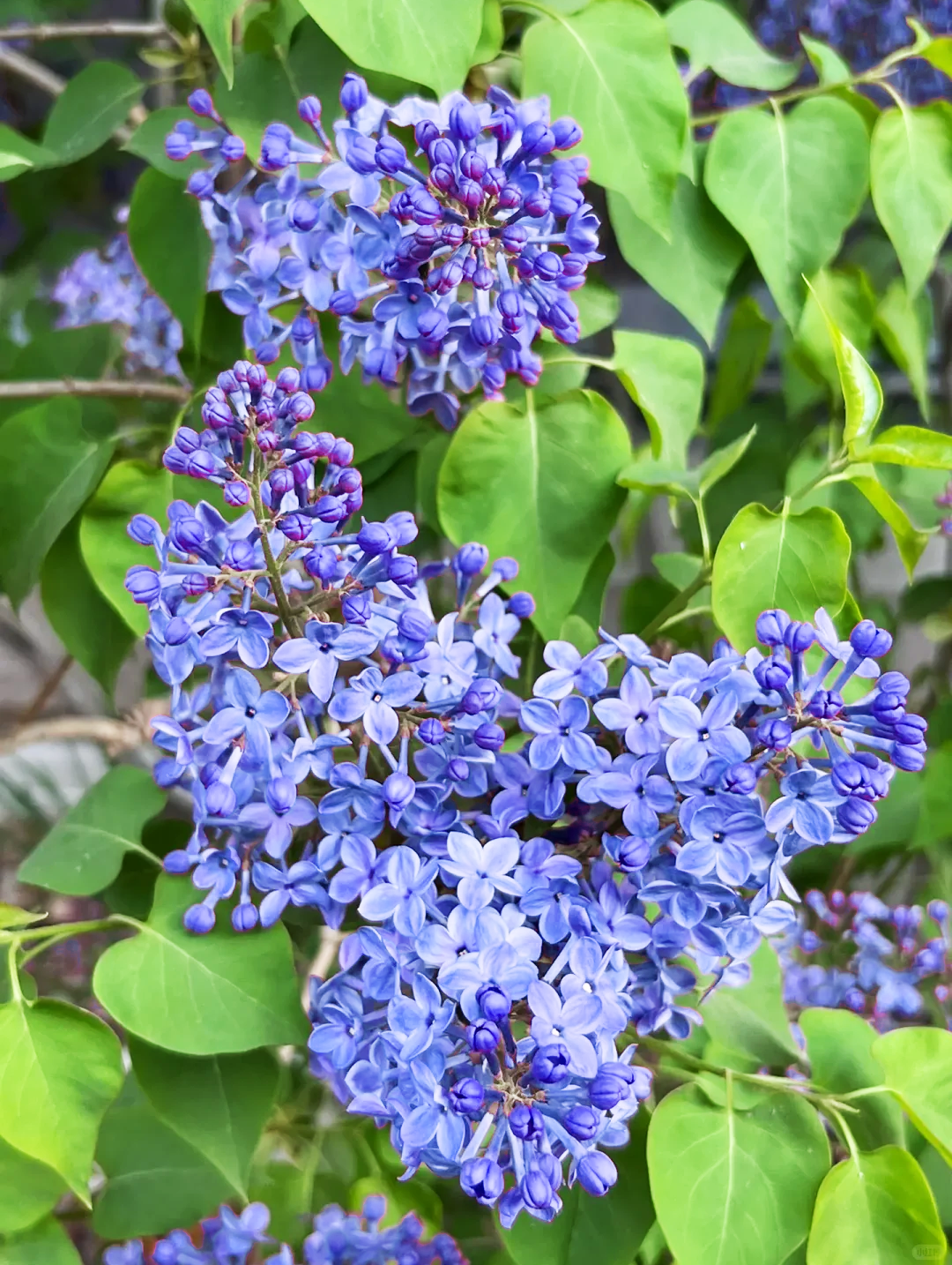 🌸 Lilac Blubs-Add everlasting fragrance and beauty to your garden 🌸
