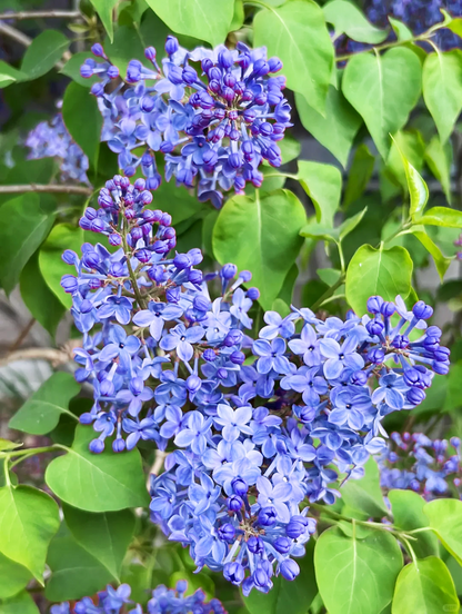 🌸 Lilac Blubs-Add everlasting fragrance and beauty to your garden 🌸