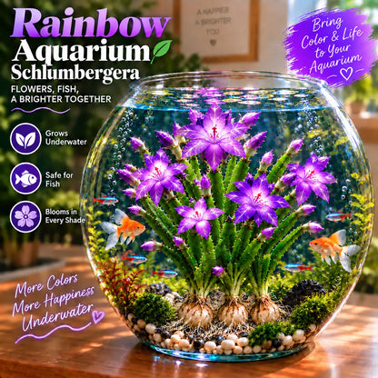 🦀  Mix Colors Rainbow Aquarium Schlumbergera – Easy-Care Blooms in Every Shade for a Colorful Aquatic Display 🌈🐠