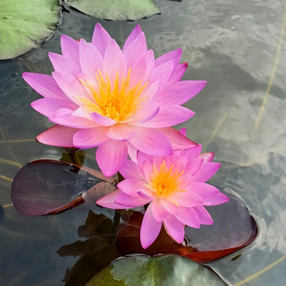 ✨🪷 Water Lilies: Transform Your Water Garden into a Living Masterpiece