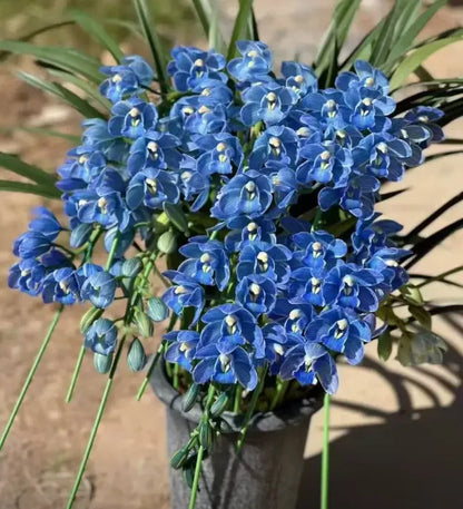 👑 The Queen of Orchids — Long-Lasting Cymbidium Bulbs