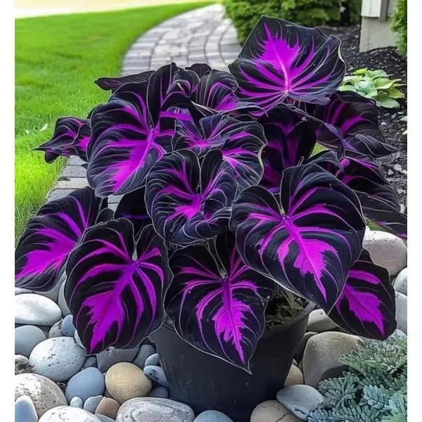 🔥Premium Hosta Seeds🌸Easy to Grow, Comes Back Every Year ✨ Perfect for Beginners