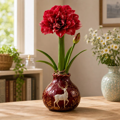 🤗🌺 Double Amaryllis Bulbs – No Soil, No Water, Just Watch Them Bloom