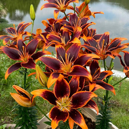 🌸Unique Lily Seeds Mix | A Collector’s Choice for Garden Lovers