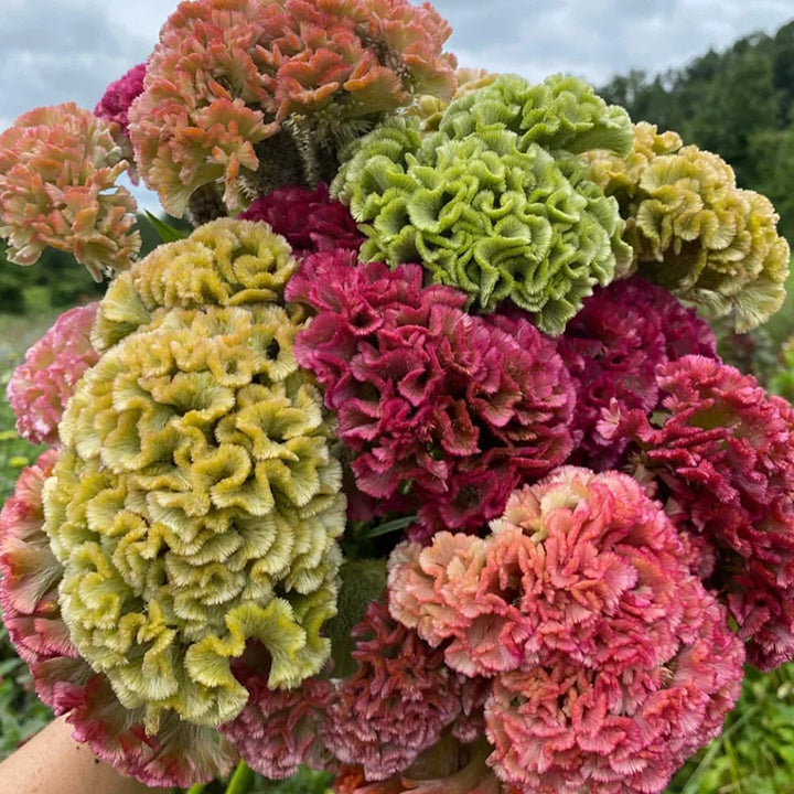 💮🌱Cockscomb Celosia Seeds