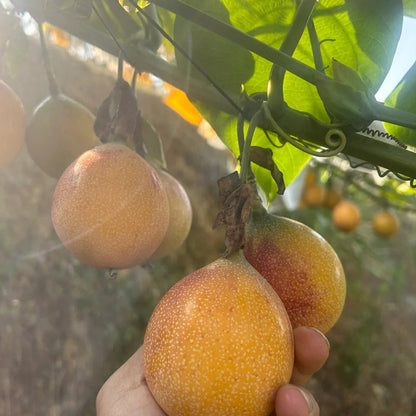 🍋🍋COLOMBIAN PASSION FRUIT SEEDS