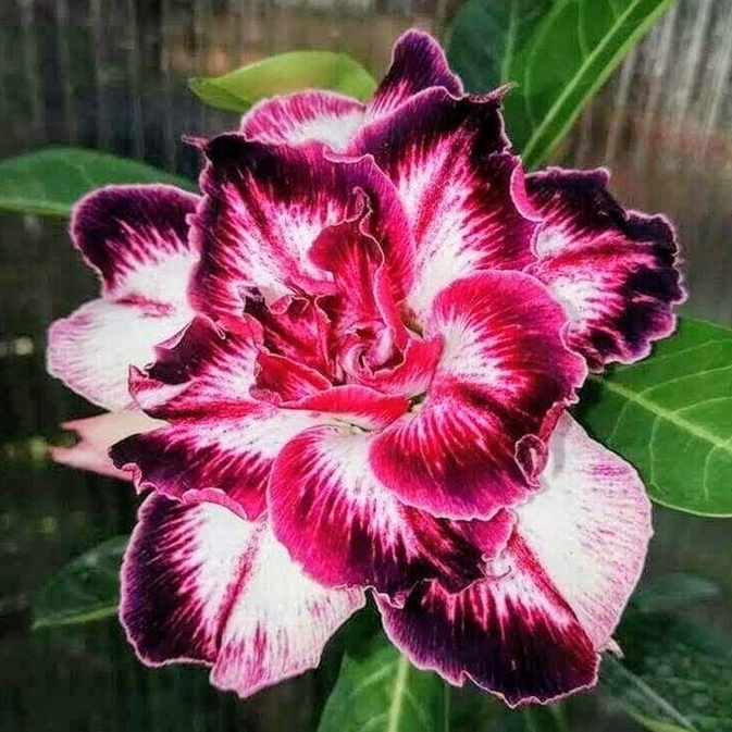 🏠🤗Desert Rose Bulbs💥Heat Resistant & Super Easy Care🌹🌵
