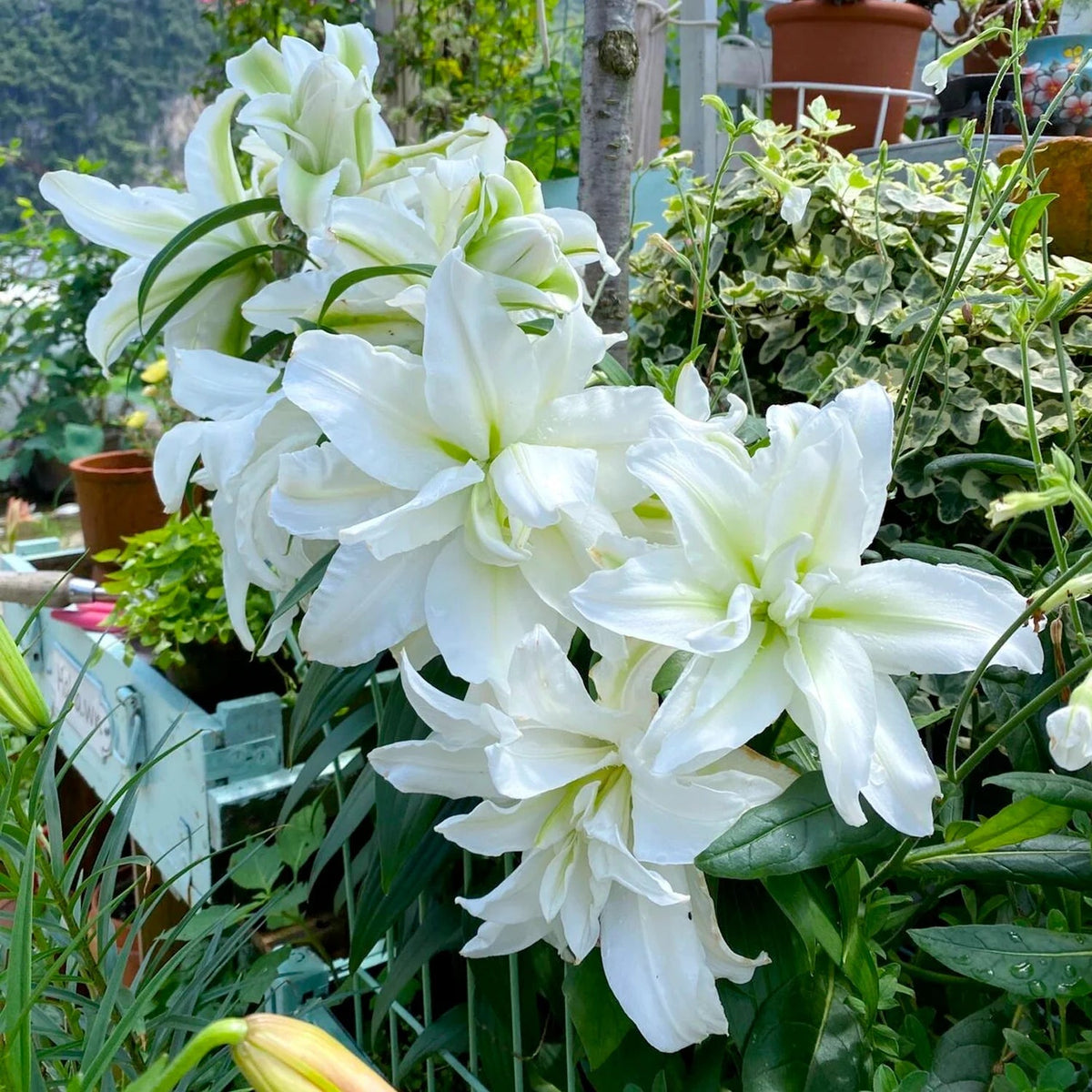🌸 Premium Lily Bulbs – Fragrant Perennial Blooms for Gardens & Containers