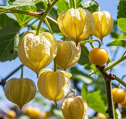 🍅 "Snacks" among fruits - 🤩Golden lantern fruit✨