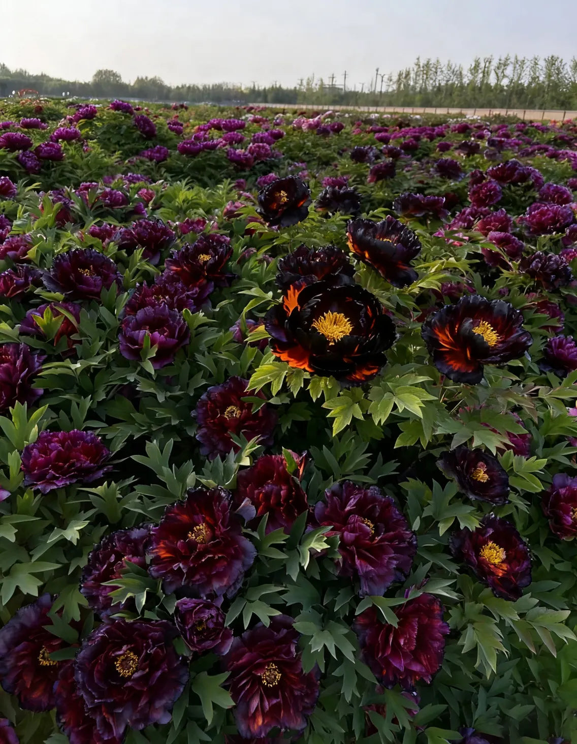 🌌 Rare Midnight Flame Peony Seeds