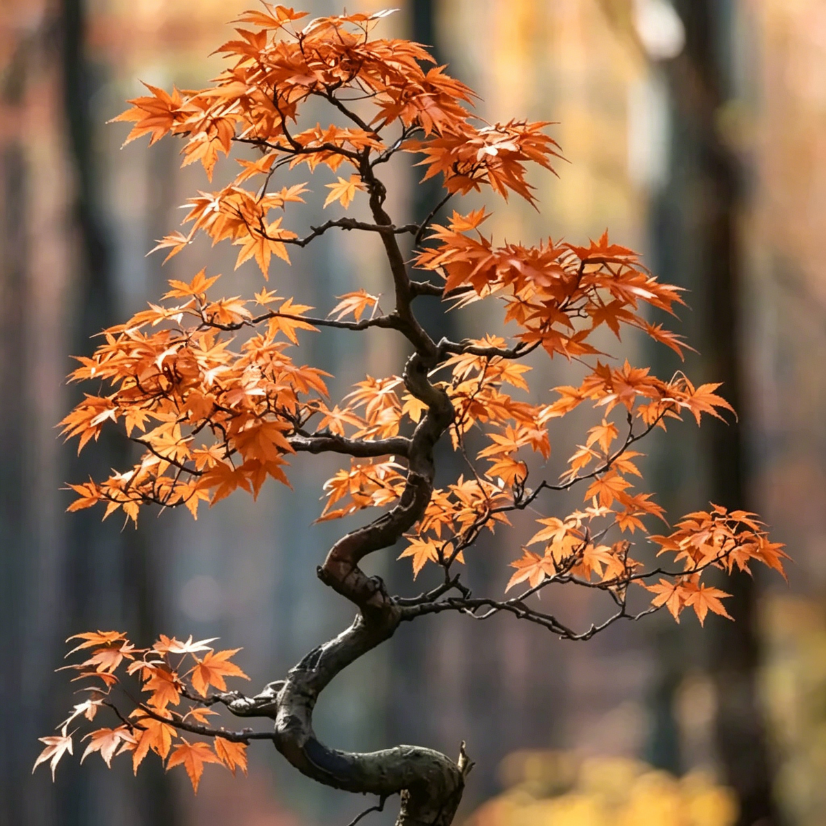 💙 Sapphire Maple Seeds 🌿 Grow Stunning Blue Foliage This Season