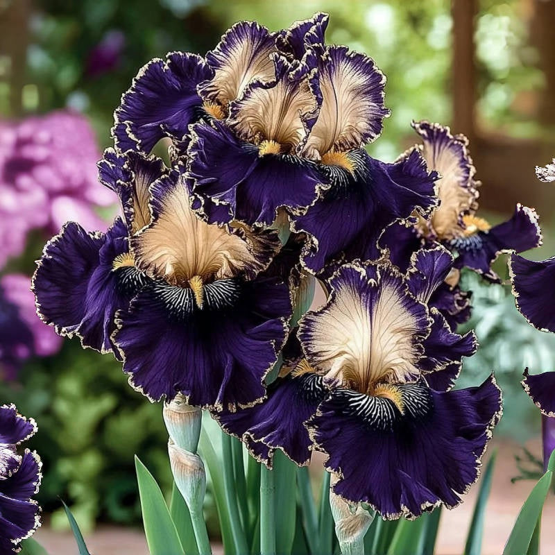 ‎⚘ ﹏Tall Bearded Iris with Bold, Elegant Blooms