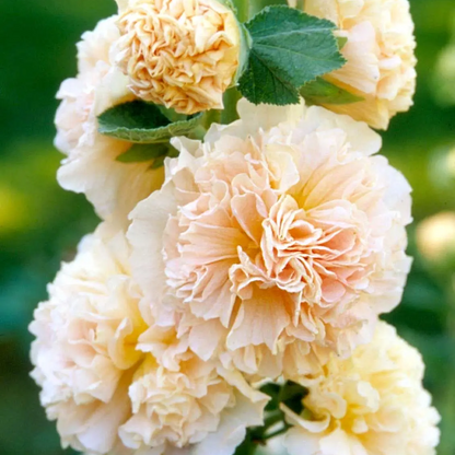 ⏰Don’t Miss Out🔥 Giant Double-Petaled Hollyhock 🌸 Large Flowers